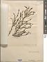 Ascophyllum nodosum