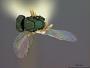Asemantus cecidomyiae