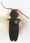 Asemum gracilicorne