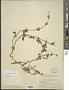 Asperugo procumbens L.