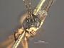 Asphragis pulcherrimus
