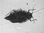 Aspidaphis polygoni