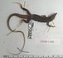 Aspidoscelis hyperythra beldingi