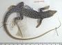 Aspidoscelis tigris