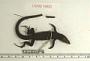 Aspidoscelis tigris martyris