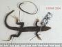 Aspidoscelis tigris tigris