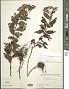 Aster ageratoides Turcz.