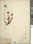 Aster alpinus L.