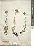 Aster alpinus L.