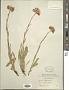 Aster alpinus L.