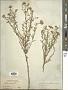 Aster altaicus Willd.