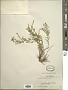 Aster altaicus Willd.
