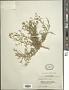 Aster altaicus Willd.