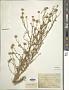 Aster altaicus Willd.