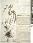 Aster angustissimus Tausch