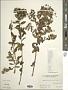Aster baccharoides (Benth.) Steetz