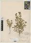 Aster frutescens S. Watson