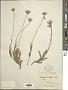 Aster sp.