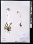 Aster sp.