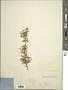 Aster sp.