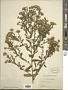 Aster sp.