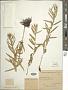 Aster sp.