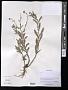 Aster sp.