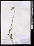 Aster sp.