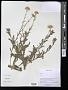 Aster sp.