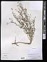 Aster sp.