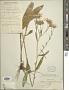 Aster sp.