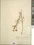 Aster sp.