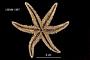 Asterias acervata