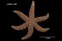 Asterias acervata