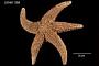 Asterias brevispina