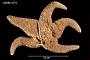Asterias conferta
