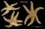 Asterias hexactis