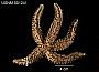 Asterias madeirensis