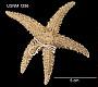 Asterias paucispina