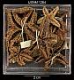 Asterias rugispina