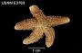 Asterias rupicola