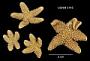 Asterias rupicola