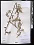 Asteridea sp.