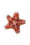 Asterina sp.