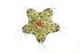 Asterina sp.