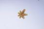 Asterinides pompom