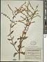 Asterohyptis stellulata (Benth.) Epling