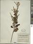 Asterohyptis stellulata (Benth.) Epling