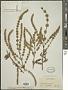 Asterohyptis stellulata (Benth.) Epling
