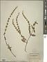 Asterohyptis stellulata (Benth.) Epling